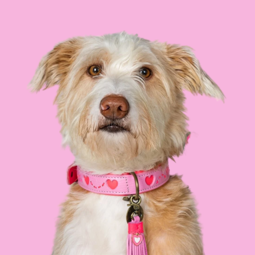 SWEETY HUNDEHALSBAND SWEETY HUNDEHALSBAND