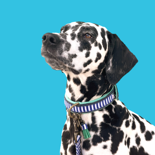 MR CRUISE DOG COLLAR MR CRUISE DOG COLLAR