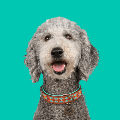 Collier pour chien Paddy Lee Turquoise avec perles - Dog with a Mission Collier pour chien Paddy Lee Turquoise avec perles - Dog with a Mission