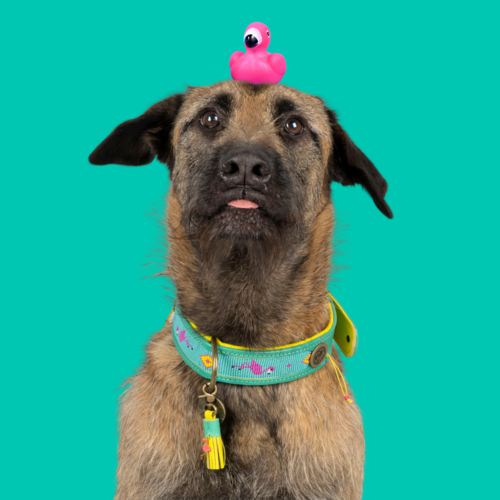 CHOGOGO HUNDEHALSBAND CHOGOGO HUNDEHALSBAND