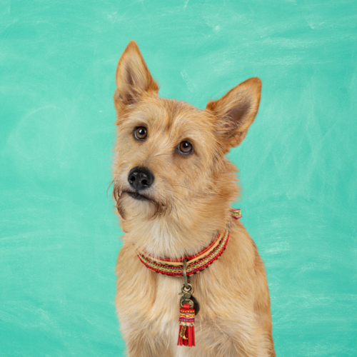 GYPSY DOG COLLAR GYPSY DOG COLLAR