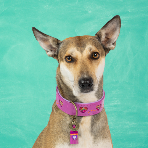 SPICE DOG COLLAR SPICE DOG COLLAR