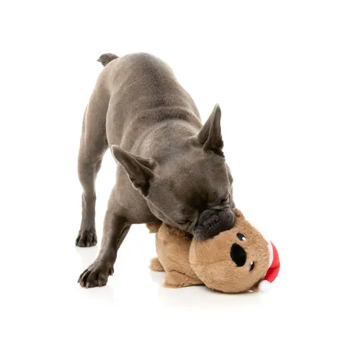 Felix navidad the wombat Felix navidad the wombat