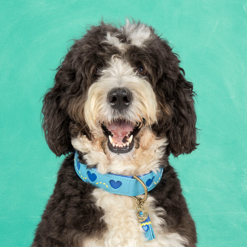 Leren Sky halsband met hartjes - Dog with a Mission Leren Sky halsband met hartjes - Dog with a Mission