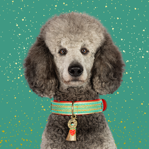 COCO NOËL COLLIER POUR CHIEN COCO NOËL COLLIER POUR CHIEN