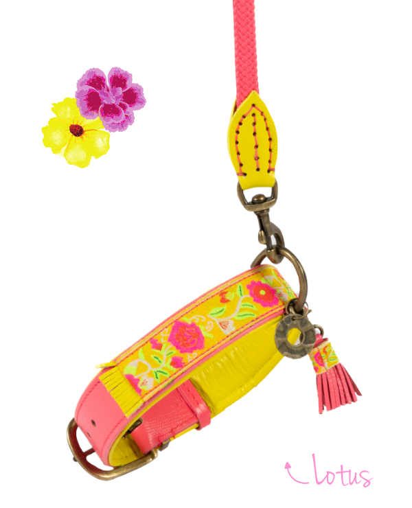 dog-collar