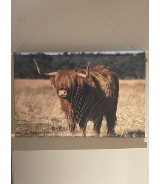 Wanddoek Schotse Hooglander op het Hijkerveld