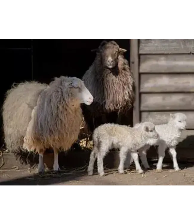 Tuinposter "Schapen met lammetjes" B.80xH.60cm