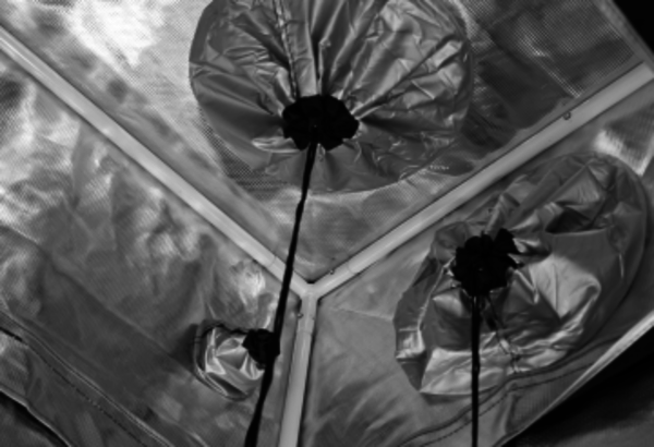 Gorilla Gorilla Growbox 60x75x210 cm Gorilla Gorilla Growbox 60x75x210 cm