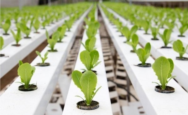 Flow and Grow Flow & Grow 150