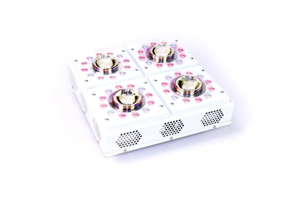 Apollo Apollo-X 4 LED Growlamp Apollo Apollo-X 4 LED Growlamp