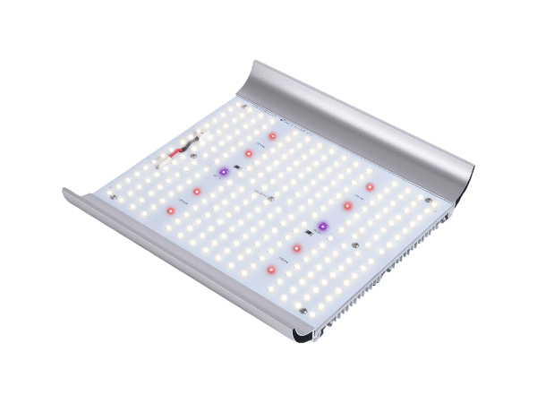 Apollo Apollo Quantum 100 Watt LED Apollo Apollo Quantum 100 Watt LED