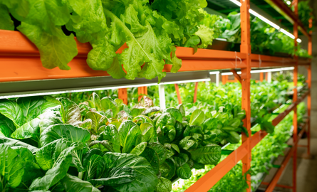 Bonanza growschranks