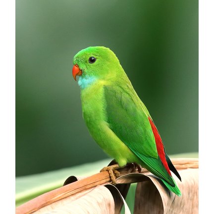 Vogels