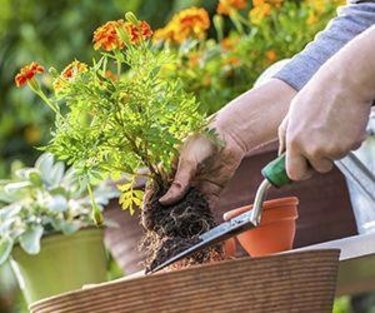 | Tuinartikelen - 70% korting Voordeeldrogisterij