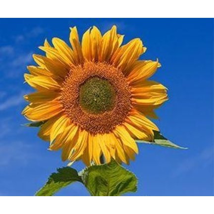 Natuurproducten