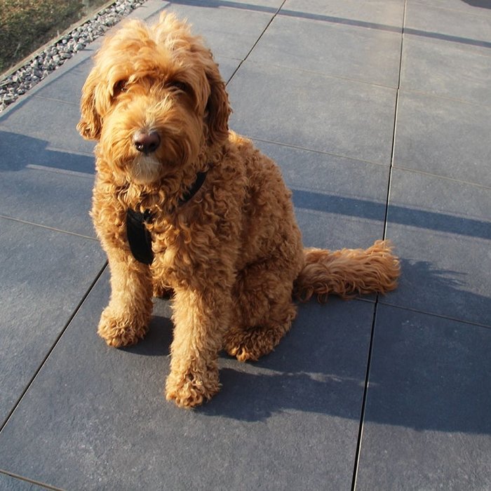 Ceramica Terrazza 59,5x59,5x2cm Gigant dark grey donkergrijs