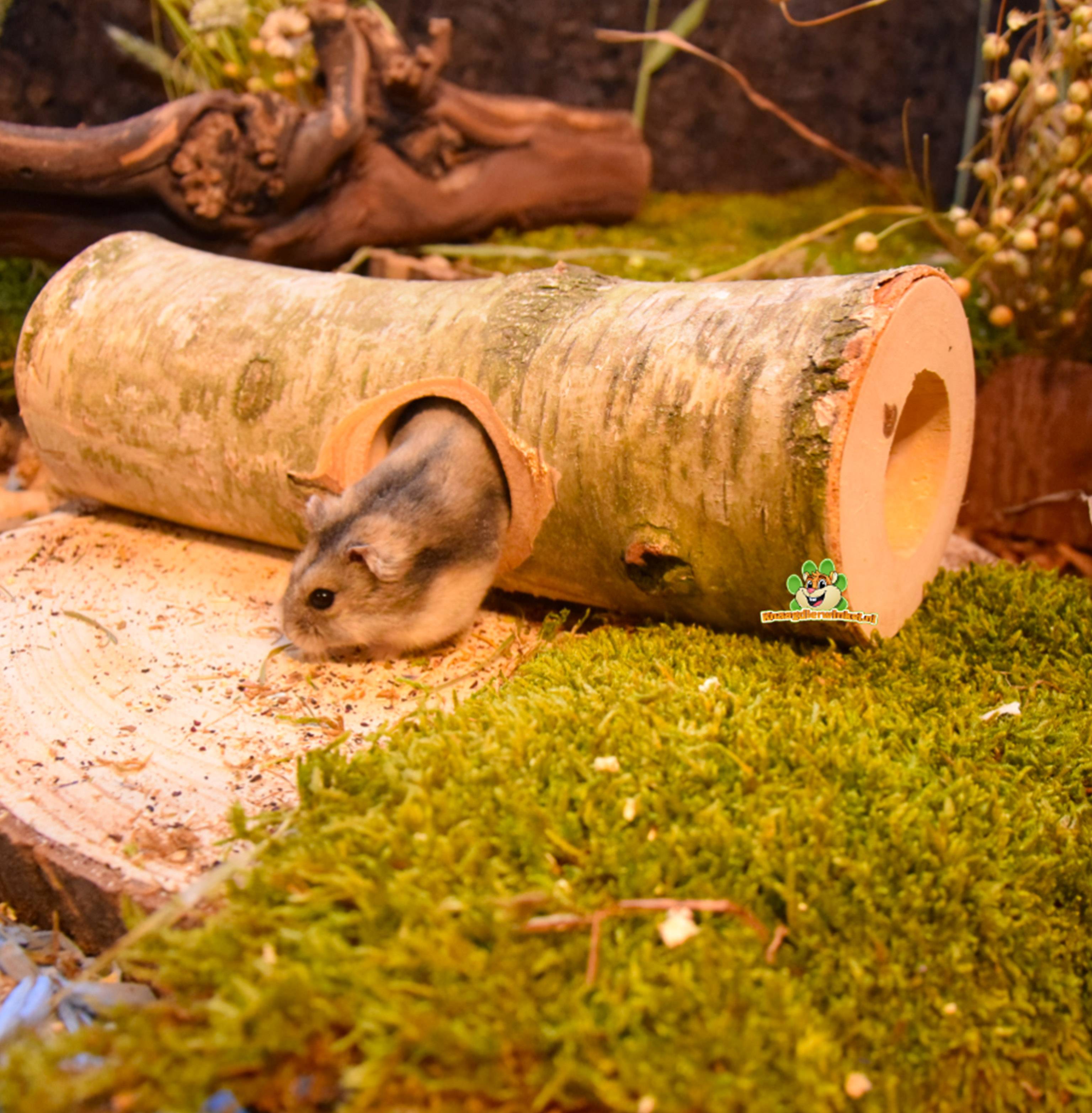 Gemaakt van berkenhout