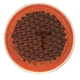 GRANIT Reflector - Kleur: oranje, Borings-Ø: 5,0 mm, Totaal-Ø: 60 mm