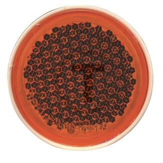 GRANIT Reflector round orange, Ø 84 mm, bore Ø 5,0 mm, with pin