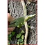 KS Tools Folding knife with locking mechanism, 220,0mm - 907.2190