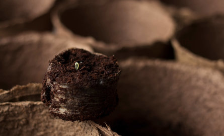 CO2 Speicher im eigenen Garten - Geht das?