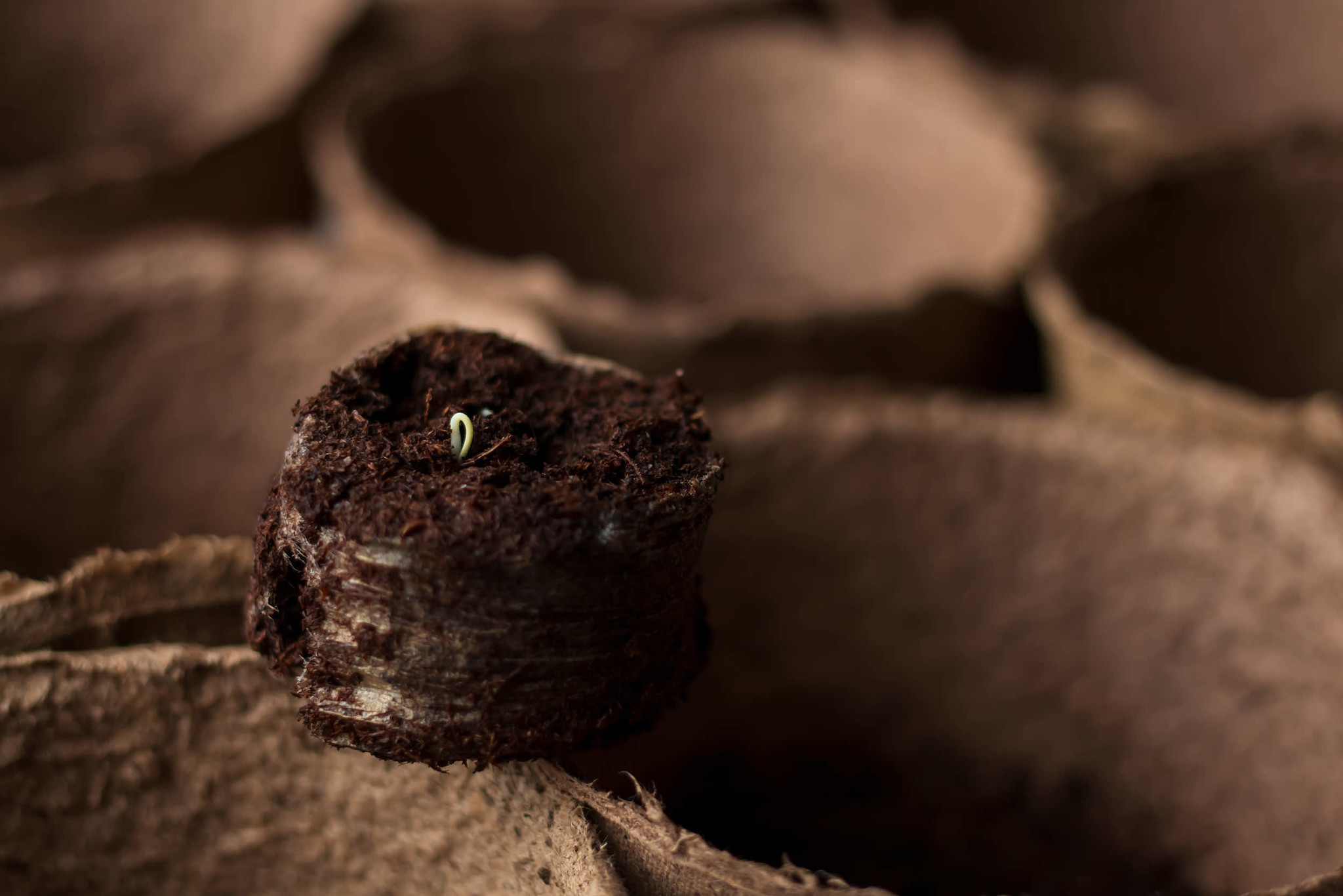 CO2 Speicher im eigenen Garten - Geht das?