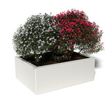 Pflanzkübel-Metall Weiß 60x80x28 (RAL 9016)