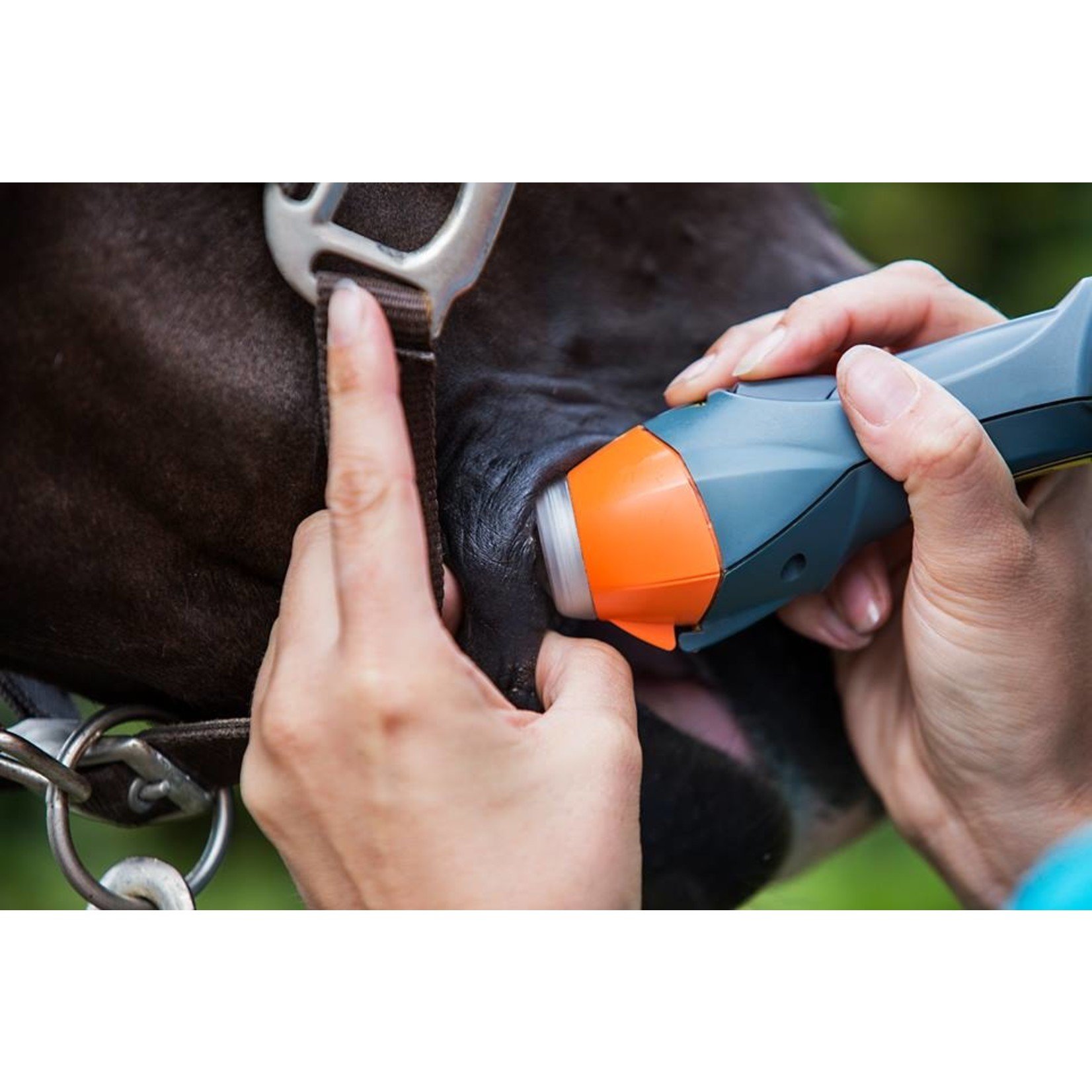 2FitHorses MLS Mondhoek Lasertherapie