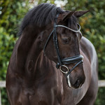 Single Bridle