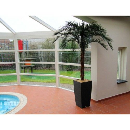Phoenix Palm OD Deluxe 225cm