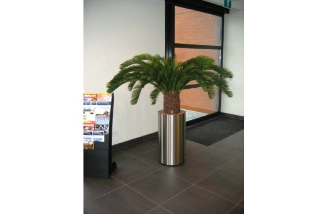 Cycas Palm Deluxe 140cm