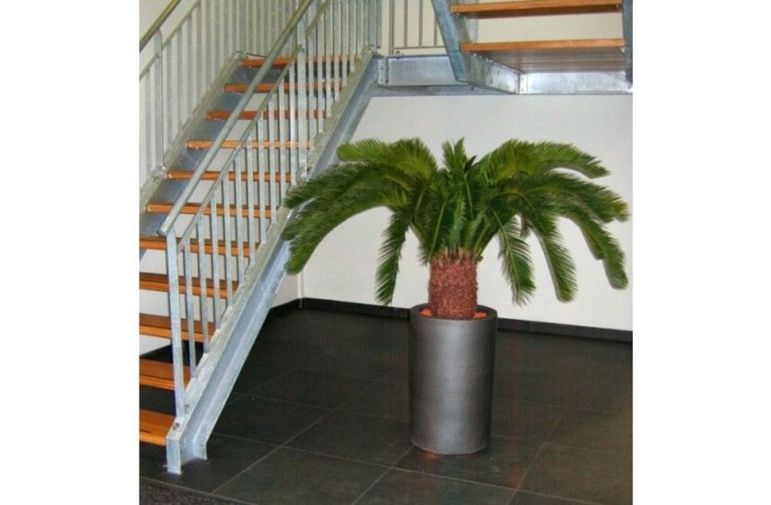 Cycas Palm Deluxe 140cm