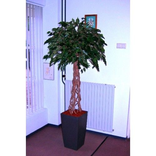 Ficus Exotica OS bol 150cm