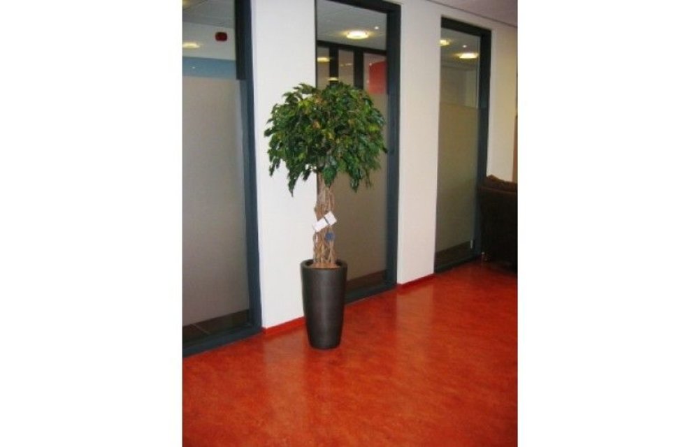 Ficus Exotica OS bol 150cm