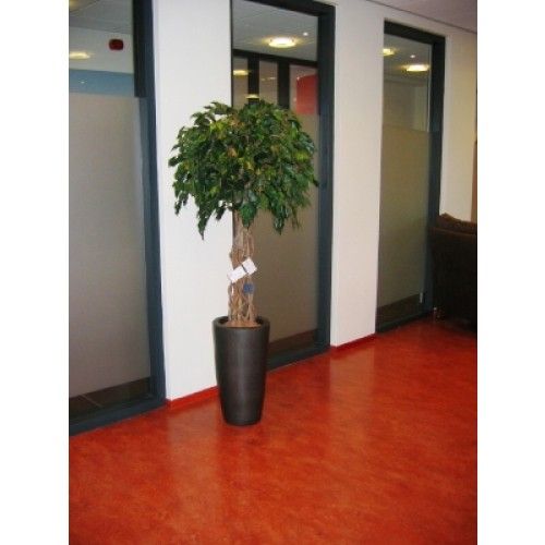 Ficus Exotica OS bol 150cm