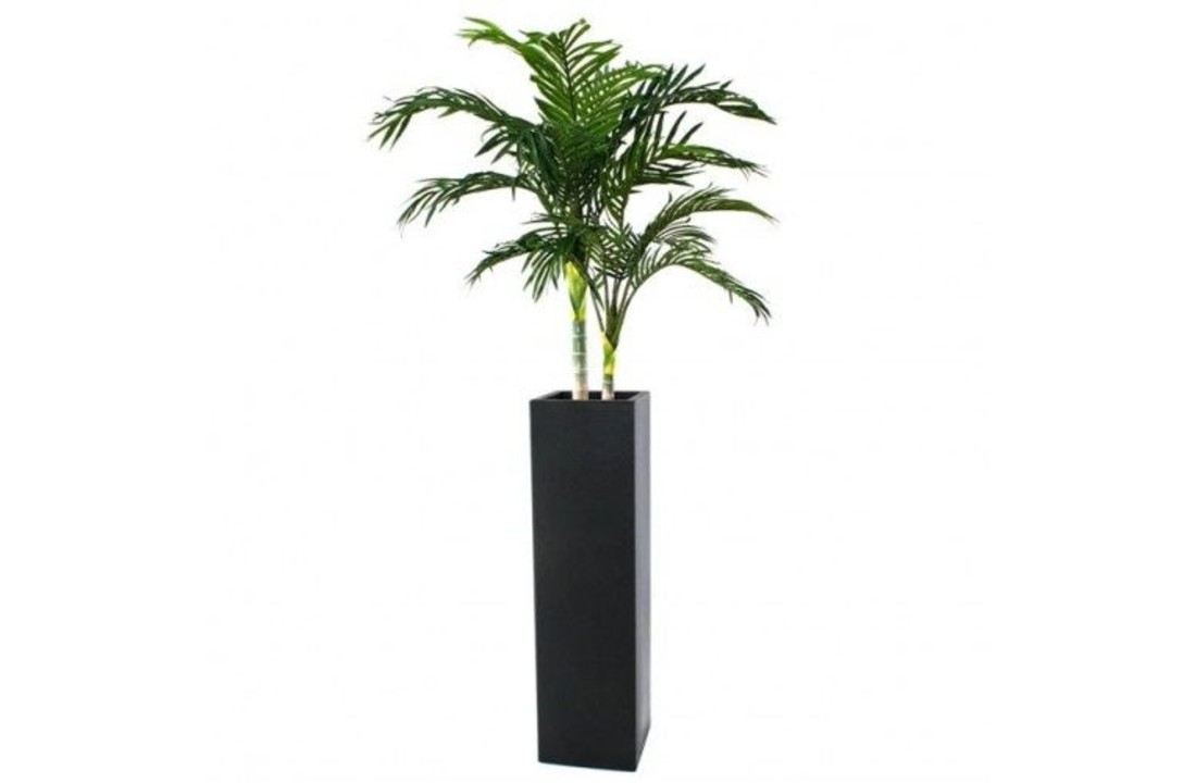 Golden Cane Areca Palm 120 cm
