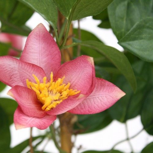 Clematis Heg 125 cm rose