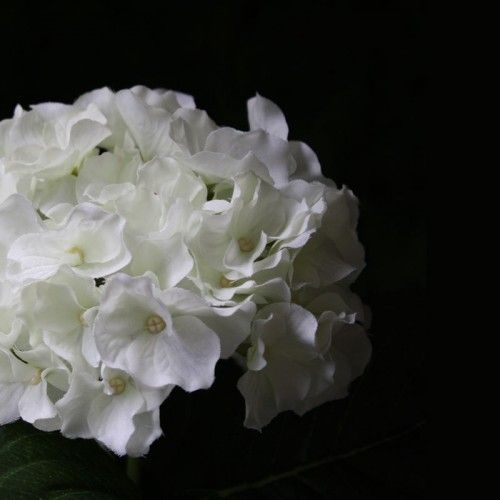 Hortensia Deluxe 45 cm créme
