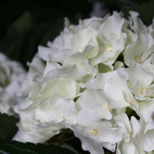 Hortensia Deluxe 45 cm créme