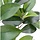 Ficus Folia Tak FR