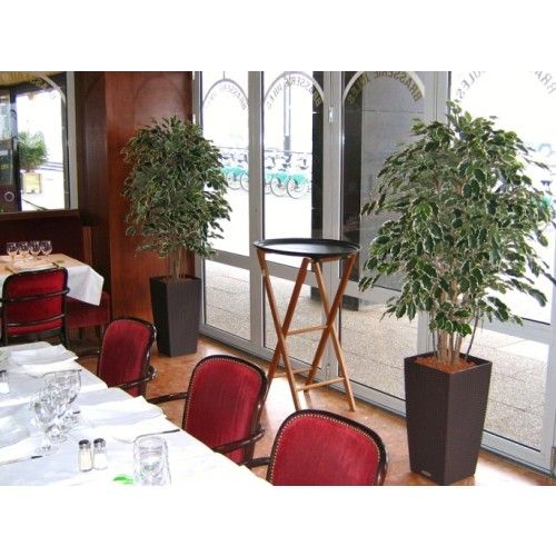 Ficus Exotica Deluxe 150cm bont