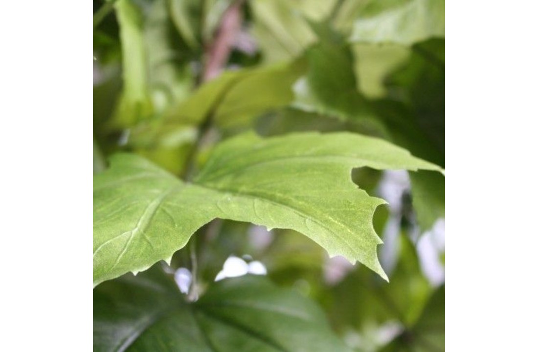Maple De luxe 240 cm
