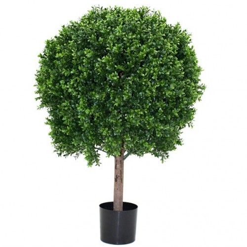 Buxus Bol Deluxe 80cm