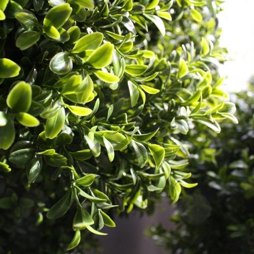 Buxus Bol Deluxe 80cm
