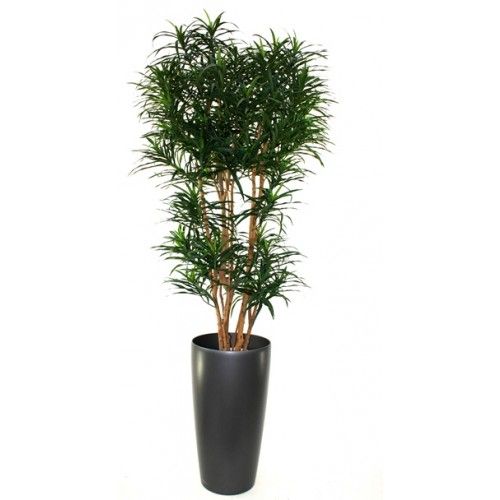 Draceana Reflexa XL groen 190cm