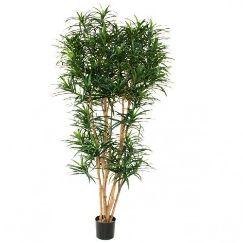 Draceana Reflexa XL groen 190cm