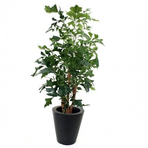 Fishtail Palm XL Deluxe 190cm