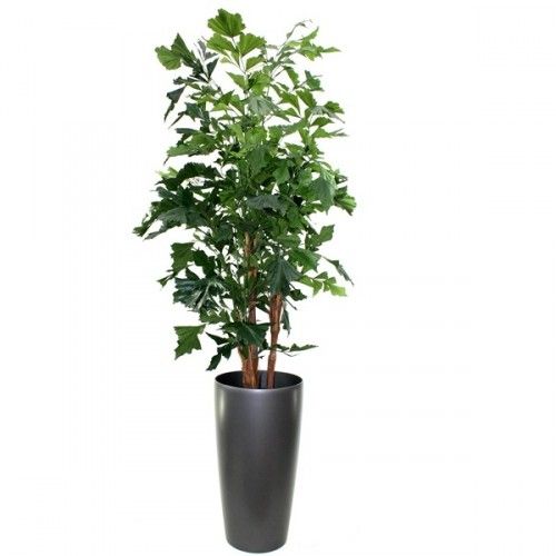 Fishtail Palm XL Deluxe 190cm