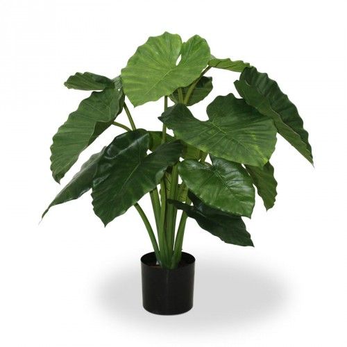 Alocasia Calidora 80cm